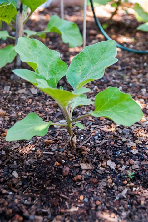 Eggplant Growth Stages Timelines With Pictures Thegrow