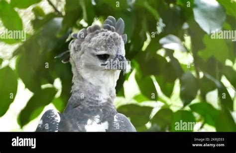 4k Uhd Harpy Eagle Harpia Harpyja Moving Its Head Sideways And Grooming Stock Video Footage