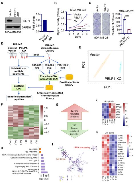 Cancers Free Full Text Global Genomic And Proteomic Analysis