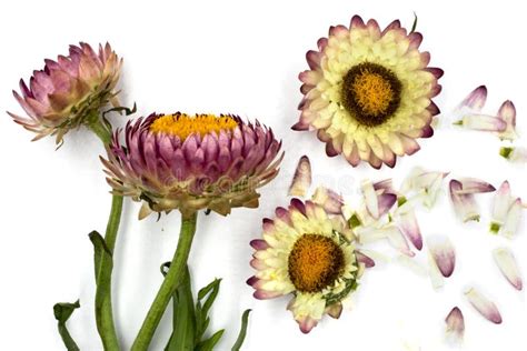 Bracteatum Del Helichrysum Que Florece Las Flores Hermosas Aisladas En