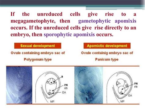 Apomixis Ppt