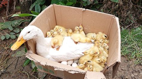 Amazing Pekin New Duckling Hatching From Eggs New Baby Duck After