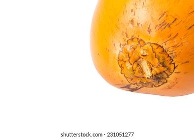 58 Malayan Yellow Dwarf Images Stock Photos Vectors Shutterstock