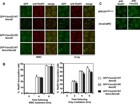 DNA Damage Induced Rad51 Nuclear Focus Formation Is Not Impaired In The