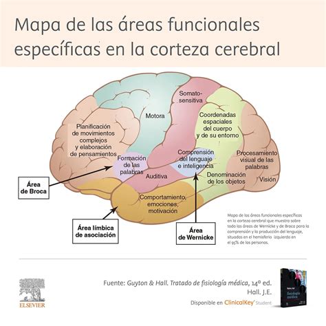 El Mapa Cerebral Y Las Zonas De Inteligencia Iccsi