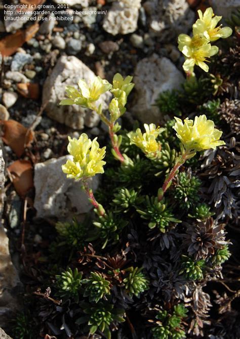 Plantfiles Pictures Saxifraga Saxifrage Gratoides Saxifraga By Growin