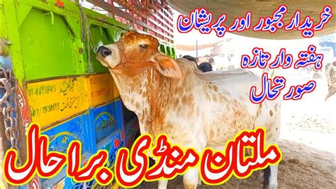 Today Multan Mandi Latest Update August Multan Cow Mandi