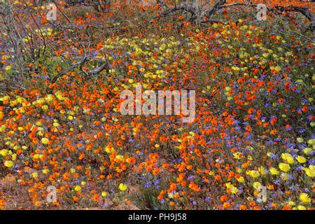 flowers at namaqua national park Stock Photo: 217185471 - Alamy