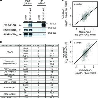 Fun30 Fft3 Interacts And Co Localizes With RNAPII And Transcription