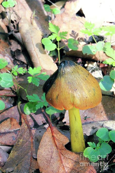 Witch S Hat Hygrocybe Conica Photograph By John Wright Science Photo