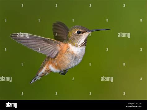 Female Rufous Hummingbird Selasphorus Rufus In Flight Victoria