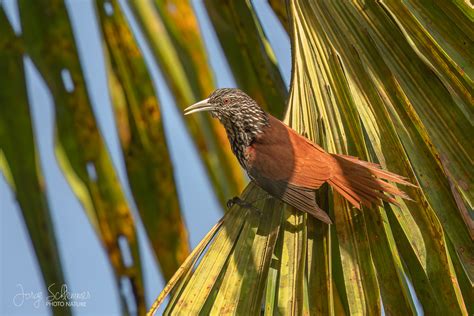 Fotografía Limpa folha do buriti Berlepschia rikeri de Jorge