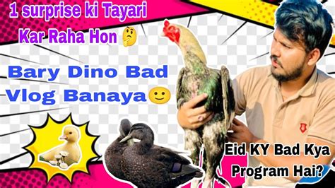 Surprise Ki Tayari Kar Raha Honeid Ky Bad Ka Programbary Dino Bad