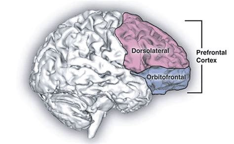 Dorsolateral Prefronal Cortex Self Interest Neuroscience News