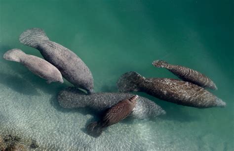 Florida Manatees Dying In Record Numbers Amid Food Scarcity The