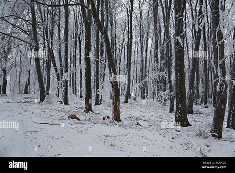 Winter snowy forest Stock Photo - Alamy