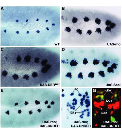 Hyperactivation Of Der Generates Supernumerary Mesodermal Founders And