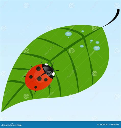 Ladybug On A Leaf Stock Illustration Illustration Of Drop 28014761