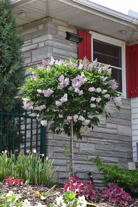 Miss Kim Lilac (tree form) | Fragrant Lavender Blooms