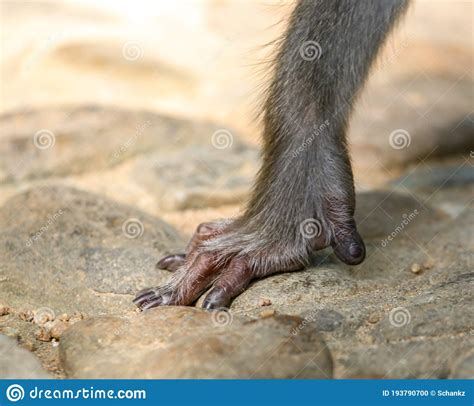 Monkey Paw Isolated on Nature Stock Photo - Image of animals, puppy ...