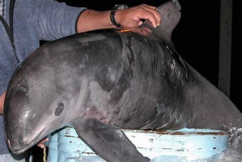 Lanzan Alerta De Extinci N Internacional Para Salvar A La Vaquita Marina