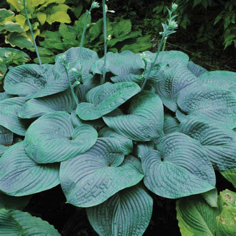 Hosta Humpback Whale - Sugar Creek Gardens