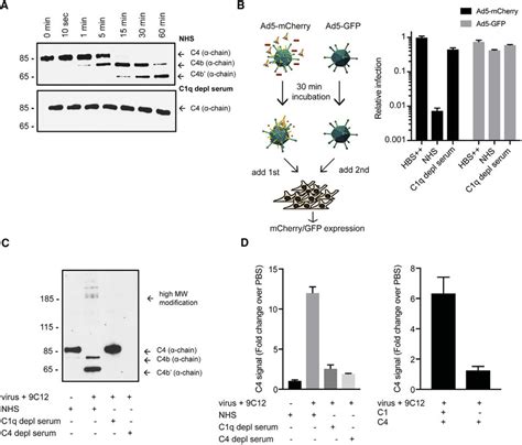 Activation Of The Complement Cascade In Presence Of Ad5 And 9C12