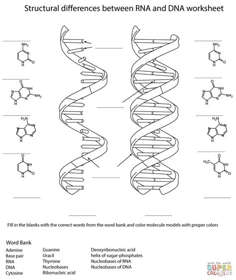 Dna Structure Worksheet Coloring