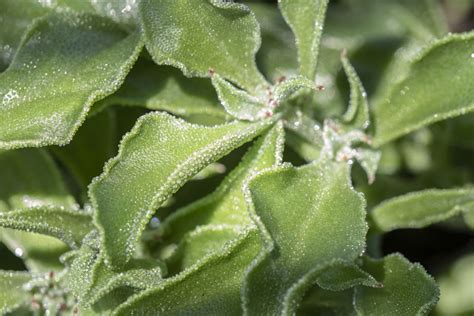 oyster leaf plant | Backyard Roots