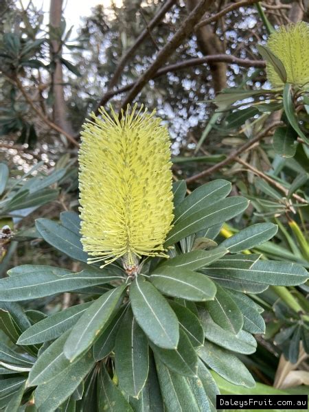 Buy Coastal Banksia Trees (Banksia integrifolia)