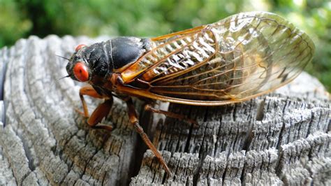 The Year Of The Cicada Ross Community Center Muncie Indiana