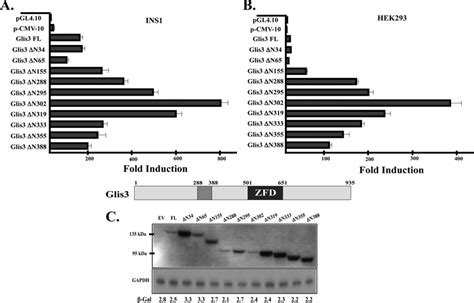 Role Of The Glis3 N Terminus In Ins2 Transcriptional Regulation A