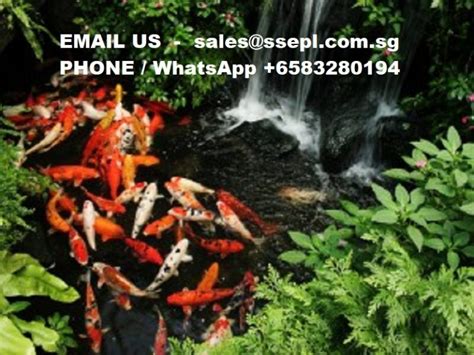 koi pond maintenance singapore | Singapore Specialized Engineering Pte ltd