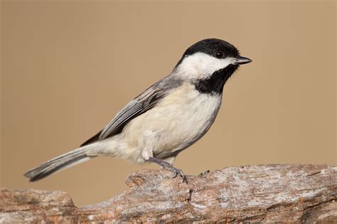 Carolina Chickadee (Poecile carolinensis)