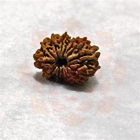 Nepal Fourteen Mukhi Rudraksha Shraddha Shree Gems