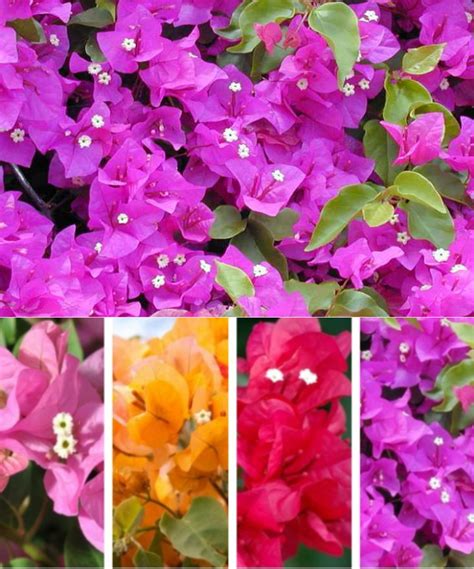 C Mo Cultivar Y Cuidar Tu Bougainvillea Gu A Completa Para Un Jard N