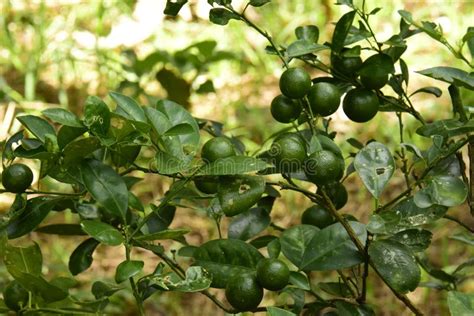 Limes Citrus aurantifolia stock photo. Image of growing - 105913238