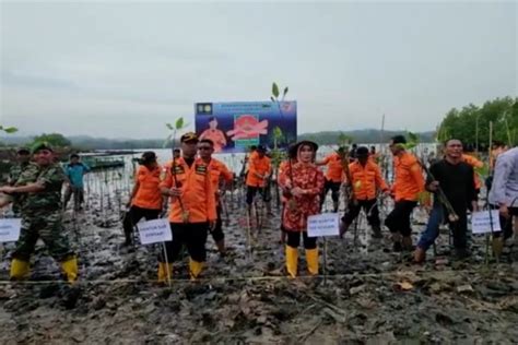 Rehabilitasi Kawasan Pesisir Basarnas Kendari Tanam Bibit Bakau