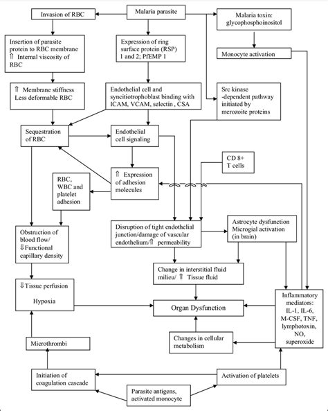 Pathogenesis Of Malaria And Complications Of Malaria Download Scientific Diagram