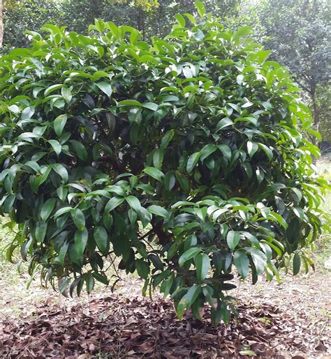 Warisan Petani Pokok Manggis Mesta