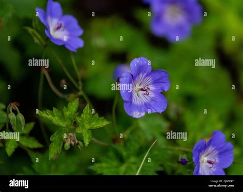 Purple Hardy Geranium Rozanne In Flower Stock Photo Alamy