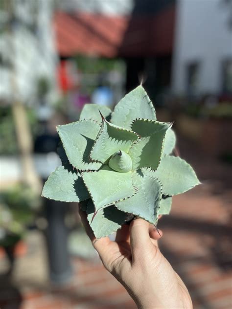 Agave Dragiones La Selva Gartneri