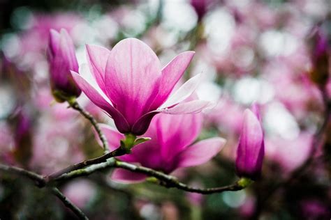 Tulip Tree By Steven Blackmon On 500px Tulip Tree Tulips Beautiful