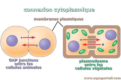 Membrane plasmique définition et explications du dictionnaire biologique