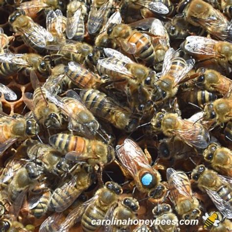 What To Do With Queen Cells In Your Hive Carolina Honeybees