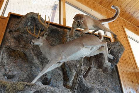 Deer Taxidermy Options: 6 Different Ways to Memorialize Your Harvest - Wide Open Spaces