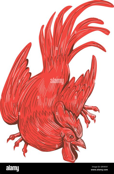 Chicken Rooster Crouching Drawing Stock Vector Image Art Alamy