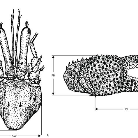 Petrochirus Diogenes Position Of The Measured Morphometric Variables