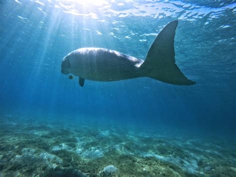 Dugong vs Manatee – 6 Ways to Tell the Difference