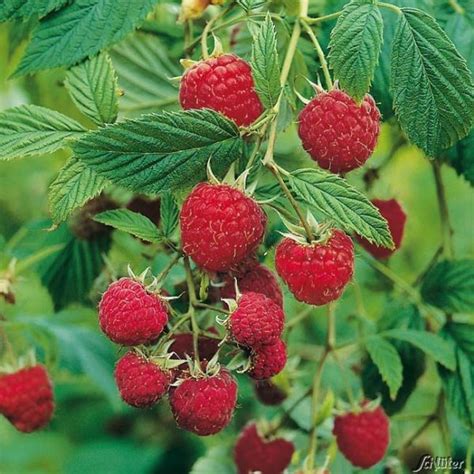 Himbeere Himbo Top Rubus Idaeus Himbo Top Himbeeren Garten